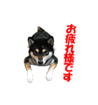 黒柴犬 空斗（個別スタンプ：18）