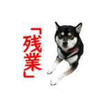 黒柴犬 空斗（個別スタンプ：19）