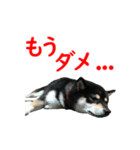 黒柴犬 空斗（個別スタンプ：20）