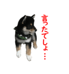 黒柴犬 空斗（個別スタンプ：22）