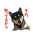 黒柴犬 空斗（個別スタンプ：32）