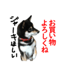 黒柴犬 空斗（個別スタンプ：33）