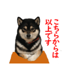 黒柴犬 空斗（個別スタンプ：37）