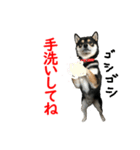 黒柴犬 空斗（個別スタンプ：39）