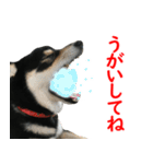 黒柴犬 空斗（個別スタンプ：40）