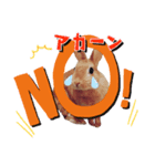 うちの子シリーズ『うさぎのミカエルと麦』（個別スタンプ：4）