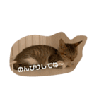 保護猫ミミちゃん（個別スタンプ：5）