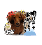 こむぎの正月（個別スタンプ：3）