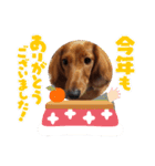 こむぎの正月（個別スタンプ：4）