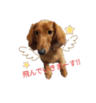 こむぎの正月（個別スタンプ：13）