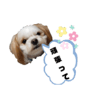 くぅの普段使いスタンプ（個別スタンプ：8）