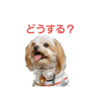くぅの普段使いスタンプ（個別スタンプ：17）