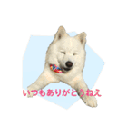 サモエドのすみれ（個別スタンプ：1）