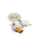 サモエドのすみれ（個別スタンプ：4）