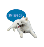 サモエドのすみれ（個別スタンプ：6）