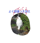 サモエドのすみれ（個別スタンプ：10）