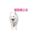 サモエドのすみれ（個別スタンプ：12）