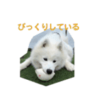 サモエドのすみれ（個別スタンプ：13）