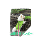 サモエドのすみれ（個別スタンプ：18）