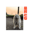 サモエドのすみれ（個別スタンプ：20）