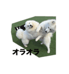 サモエドのすみれ（個別スタンプ：21）