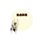 サモエドのすみれ（個別スタンプ：22）