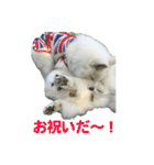 サモエドのすみれ（個別スタンプ：23）