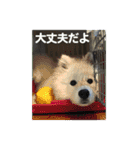 サモエドのすみれ（個別スタンプ：24）