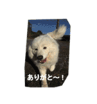 サモエドのすみれ（個別スタンプ：25）