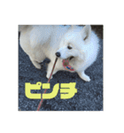 サモエドのすみれ（個別スタンプ：28）