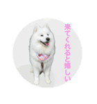 サモエドのすみれ（個別スタンプ：29）