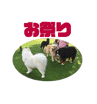 サモエドのすみれ（個別スタンプ：30）