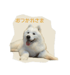 サモエドのすみれ（個別スタンプ：32）