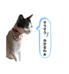 ムサまる水産3（個別スタンプ：3）