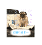 パグの楽の兄弟と暮らしの言葉（個別スタンプ：2）