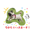 パグの楽の兄弟と暮らしの言葉（個別スタンプ：3）