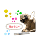 パグの楽の兄弟と暮らしの言葉（個別スタンプ：13）