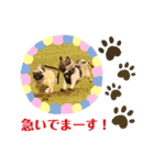 パグの楽の兄弟と暮らしの言葉（個別スタンプ：21）