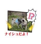 パグの楽の兄弟と暮らしの言葉（個別スタンプ：22）