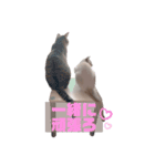 キジ白＆シャムMIX うにまろの生活3（個別スタンプ：2）