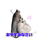 キジ白＆シャムMIX うにまろの生活3（個別スタンプ：6）