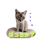 キジ白＆シャムMIX うにまろの生活3（個別スタンプ：7）