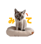 キジ白＆シャムMIX うにまろの生活3（個別スタンプ：9）