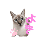 キジ白＆シャムMIX うにまろの生活3（個別スタンプ：10）