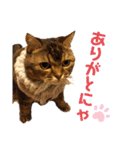 ママのミルちゃん（個別スタンプ：1）