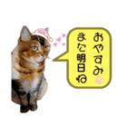 ママのミルちゃん（個別スタンプ：6）