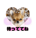 ママのミルちゃん（個別スタンプ：13）