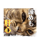 ママのミルちゃん（個別スタンプ：21）