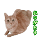 茶トラ猫はるの日常（個別スタンプ：4）