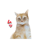 茶トラ猫はるの日常（個別スタンプ：5）